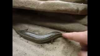 Hungry Chalcides ocellatus tiligugu [upl. by Alfy]