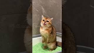 The end ❄️ shortvideo funny funnypetschannel yourcat cat yourpet [upl. by Artenak114]