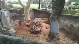 Meerkats at Busch Gardens Tampa Bay Florida [upl. by Aiza]