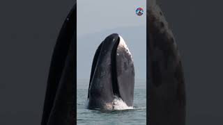 Meet the Whale That Has Seen Centuries The Bowhead Whale [upl. by Aleak]