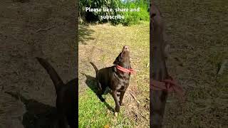 Viral videos LabradorLabradorPitbulllabrabull [upl. by Arden]