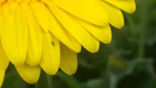 Dacnusa sibirica on Gerbera jamesonii [upl. by Trilly]