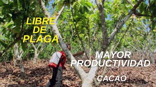 LIBRE DE PLAGAS  MAYOR PRODUCTIVIDAD EN EL CACAO [upl. by Adias]