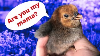 Trick baby chicks into thinking youre Mama Hen [upl. by Notgnilra]