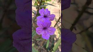 Time lapse🪬🌺⏰garden flowersytytshortsroseplantsnaturetimetimelapse [upl. by Emersen]