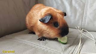 Guinea pig Caramel feeding with cucumber [upl. by Leuas16]