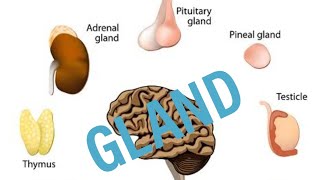 WHAT IS GLANDHuman AnatomyII TYPES OF GLAND II Holocrine apocrine merocrine [upl. by Zebe]