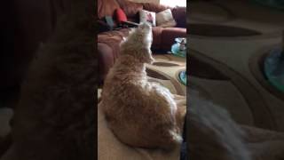 Daisy May Jackapoo dog singing to the Go Compare Advert [upl. by Aniles731]