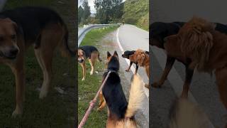 Fearless Street dog 😨😨 shorts viral tibetanmastiff viral dogs trending viralvideos dogs [upl. by Berhley807]