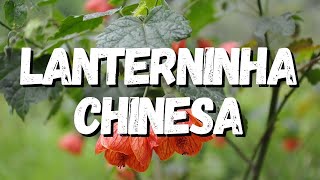 Lanterninha Chinesa Tudo Sobre Essa Planta [upl. by Hannavahs]