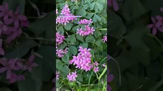 Oxalis corymbosa rosado en griego significa Trébol ☘️ jardin garden flowers hana fleurs [upl. by Sokram276]