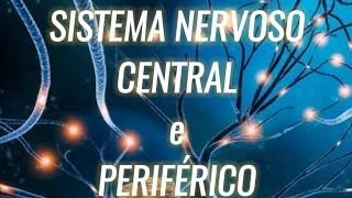 Entenda o sistema nervoso central e periférico [upl. by Ariay]