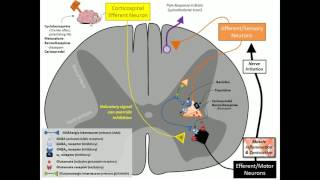 Skeletal Muscle Relaxants [upl. by Nollid]