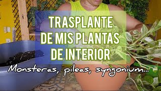 Trasplante Urgente de mis plantas de Interior  Jardín Suculento [upl. by Tidwell]