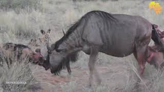 Wild dogs fighting with a wildebeest  NOT for sensitive viewers [upl. by Vivian]