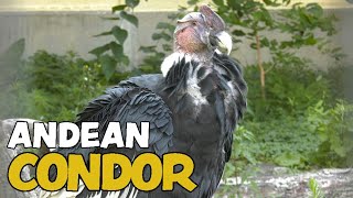 Dino Andean Condor [upl. by Dorelle440]