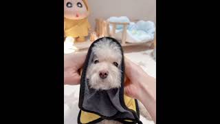 My Dogs JawDropping Reaction to Spa Day Will Make You LaughPetSpaDogSpaDogGrooming [upl. by Sosthina]