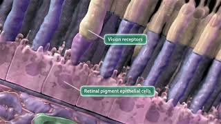 Animation Leber Congenital Amaurosis [upl. by Cornish]