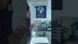 How to measure PCV and Total Solids veterinary clinicalskills vetacademy shorts vettech vet [upl. by Honorine]