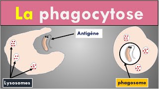 2 min pour comprendre La Phagocytose [upl. by Irehj]