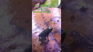 Phyllobates ‘Mint’ babies are growing up so fast animal animals frog plant terrarium frogs [upl. by Chemarin243]