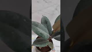 rubber plant [upl. by Shyamal304]