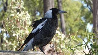 Australian Magpie Sound A Captivating Aussie Icon  Mummas Calling Gotta Run [upl. by Vieva]