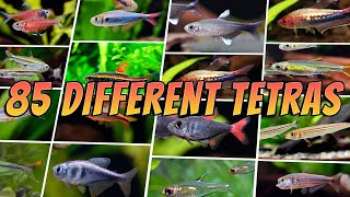 85 Best Tetra Fish Types  Rare amp Common Aquarium Tetras [upl. by Greeley]