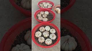 Useful Tips amp Tricks Propagating Growing Garlic on Balconies at Home for Beginners [upl. by Acirtal]