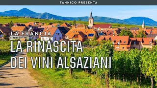 La rinascita dei vini alsaziani  Tannico Flying School [upl. by Opiuuk]