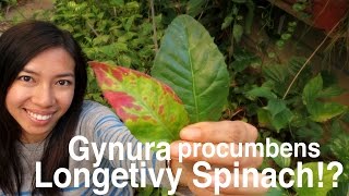 How Gynura Procumbens Longevity Spinach Look Year Round [upl. by Elton]