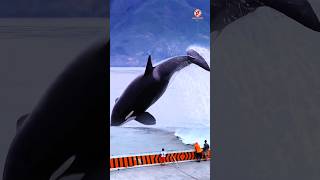 Watching orca whales jump [upl. by Ziul]