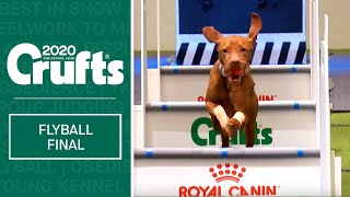 Flyball  Team Final  Crufts 2020 [upl. by Anelet]