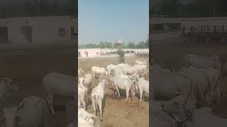 Suratgarh फर्म [upl. by Aselehc]