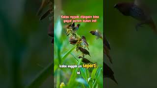 Burung pipit menyerang sawah burung pipit petani hama [upl. by Nnaassilem]