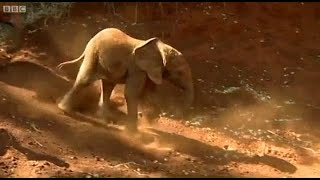 Elephant Diaries S01E05 [upl. by Ikilisav]