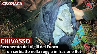 CHIVASSO – Recuperato dai Vigili del Fuoco un cerbiatto nella roggia in frazione Betlemme [upl. by Kelleher]