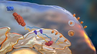 Antigen Processing and Presentation by Major Histocompatibility Complexes [upl. by Sices22]