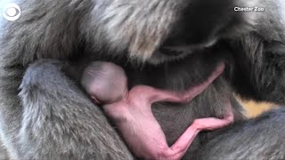 WEB EXTRA Rare Gibbon Born [upl. by Newhall]