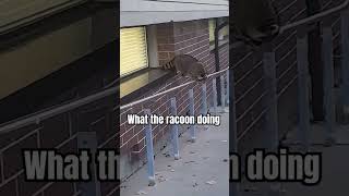 What the racoon doing trading music funny comedy shorts [upl. by Enytsuj]