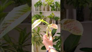 Syngonium Propagation Update 🌿syngonium propagation plants shorts indoorplants [upl. by Fayette]