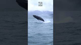 Incredible Footage Giant Humpback Whale Jumping Out of Water [upl. by Lakin347]