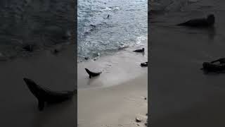 Loudmouth Sea Lions sealions nature beach wildanimals california [upl. by Acile]