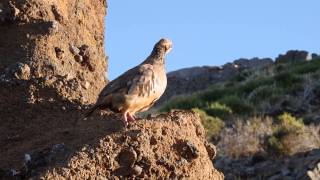 Redlegged Partridge  Alectoris rufa  Pico do Arieiro Madeira  14082015 [upl. by Haldi996]