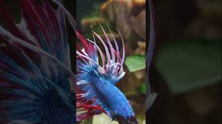 Kampffisch Betta splendens [upl. by Hartnett]