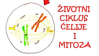 ŽIVOTNI CIKLUS ĆELIJE I MITOZA [upl. by Darya]