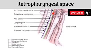 Retropharyngeal Space Anatomy mbbs education bds headandneckanatomy space [upl. by Rednas]