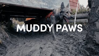 Running Muddy Paws with Tamaskan dog  again [upl. by Mourant]