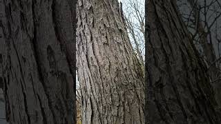 🎶Cool roots Tall tree nature tree shortsvideo [upl. by Leoy]