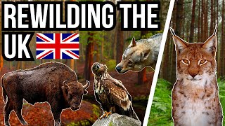 5 Animals That Could Rewild Britain  Reintroductions [upl. by Haggar]